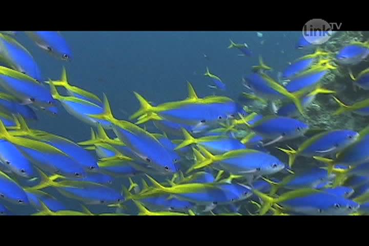 Thumbnail image for Earth Focus: Biodiversity and Health