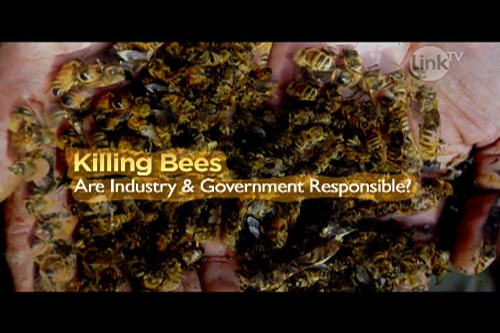 Thumbnail image for Earth Focus: Killing Bees - Are Government and Industry Responsible?
