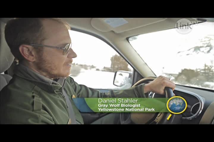 Thumbnail image for Earth Focus: Shades of Gray - Living with Wolves