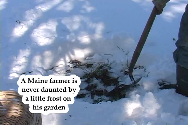Thumbnail image for The Humble Farmer - The Great Beet Harvest