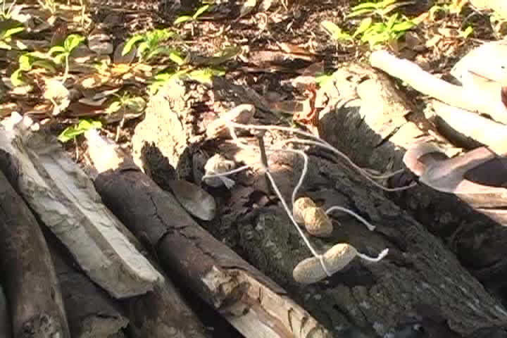 Thumbnail image for The Humble Farmer - A Visit To Monhegan