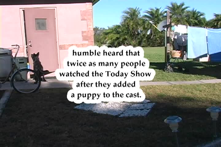 Thumbnail image for The Humble Farmer - Monhegan and Cable TV has gone to the Dogs
