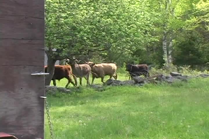 Thumbnail image for The Humble Farmer - Mowing The Lawn