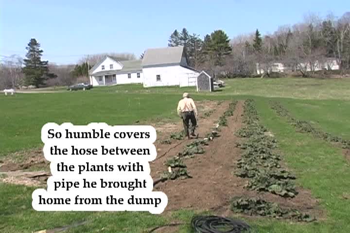 Thumbnail image for The Humble Farmer - Putting Trickle Hose in The Rhubarb