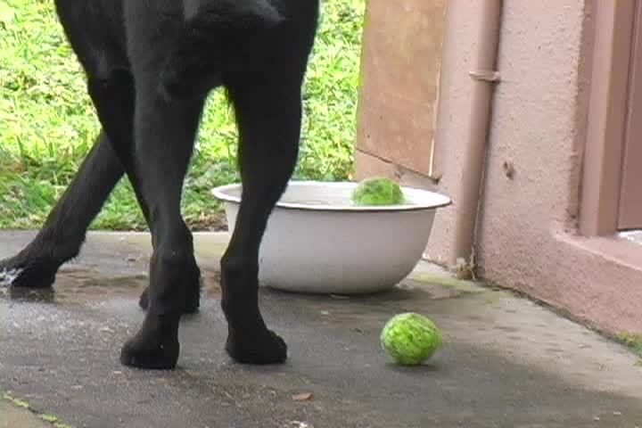 Thumbnail image for The Humble Farmer - Real Maine Dogs