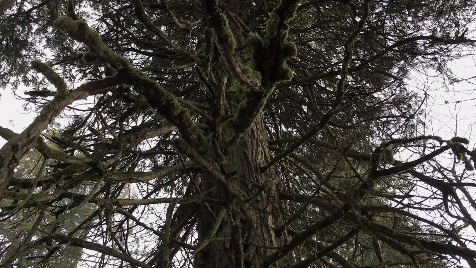 Thumbnail image for In Oregon Naturally - Fading Out of Fall