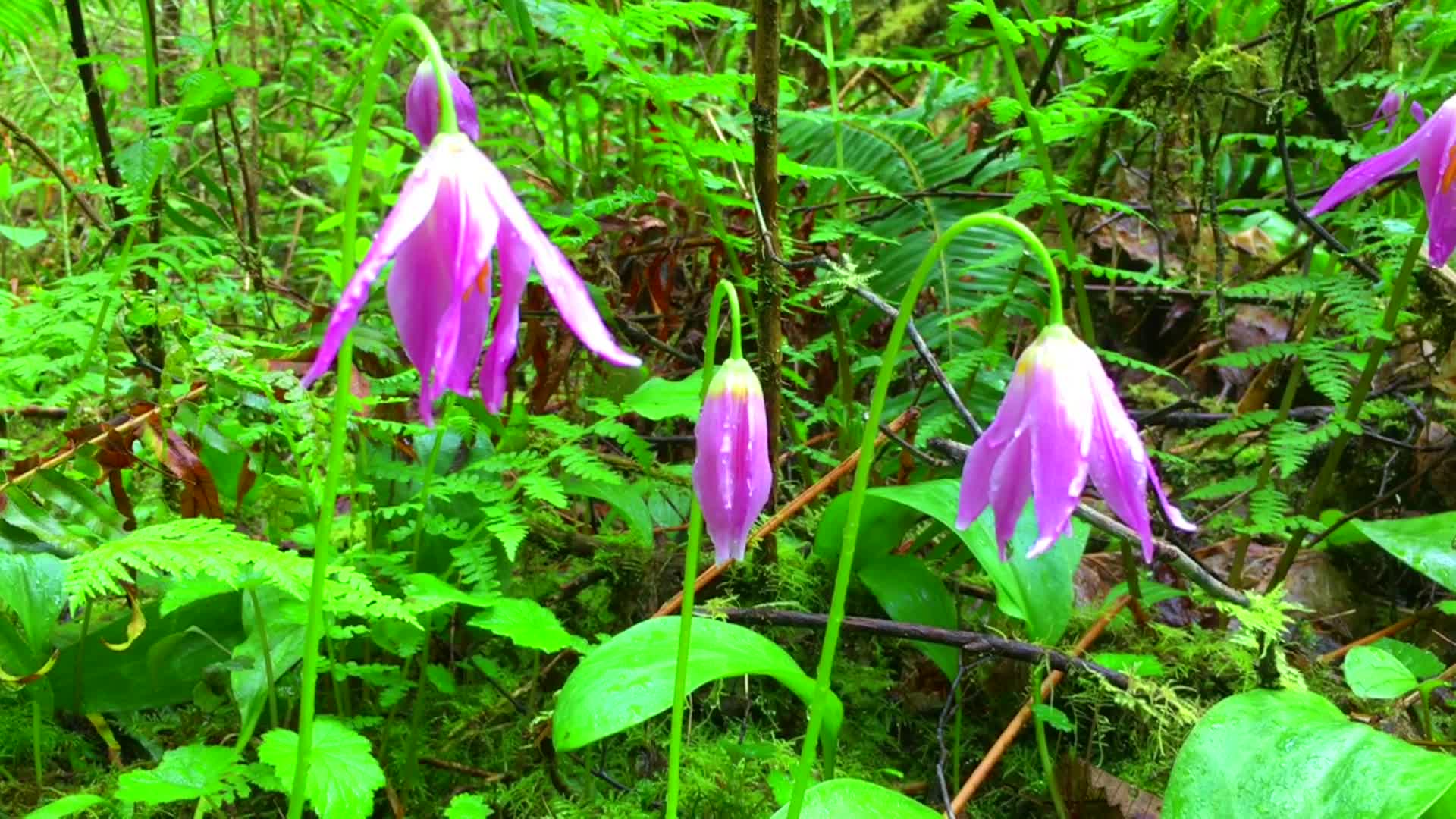 Thumbnail image for In Oregon Naturally - The Sweetness of Spring