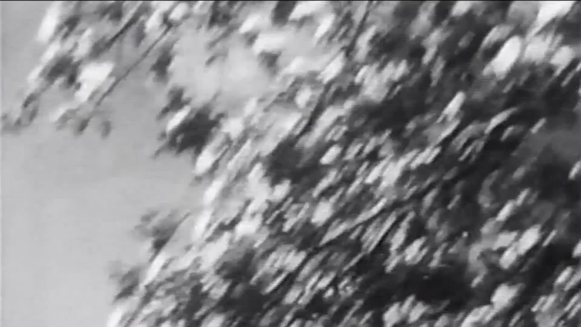 Thumbnail image for Film for Justice - Shorts: Rachael Carson - Silent Spring 2