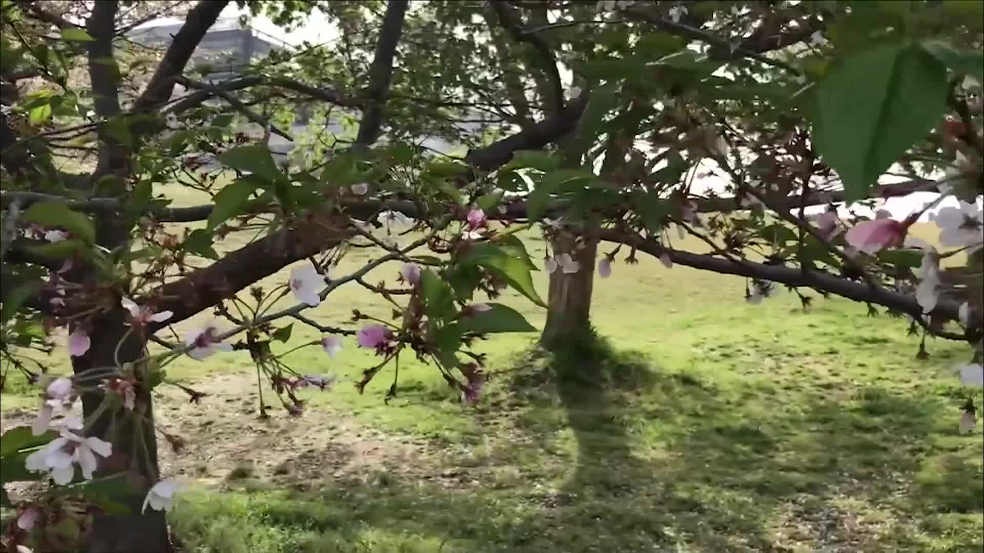 Thumbnail image for Film for Justice - Shorts: Stand in the Park