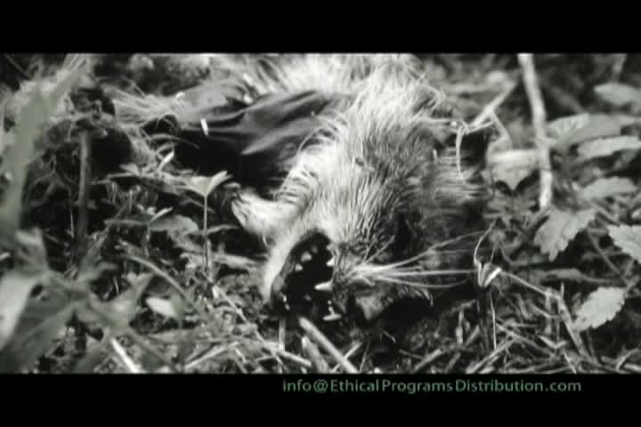 Thumbnail image for Focal Point Earth: The Life in the Forests and the War Against the Animals