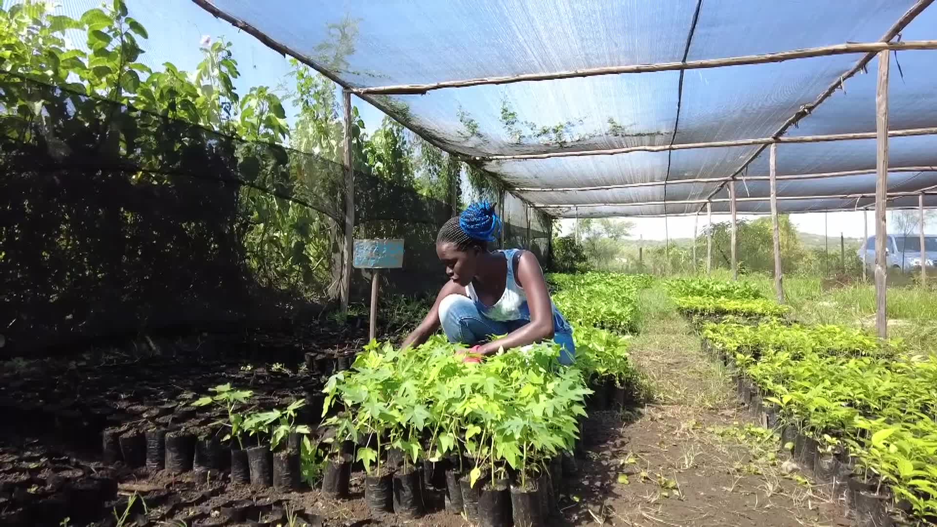 Film for Justice: A Man Restoring a Part of Their Homeland - Ruainga Island, Lake Victoria, Western Kenya