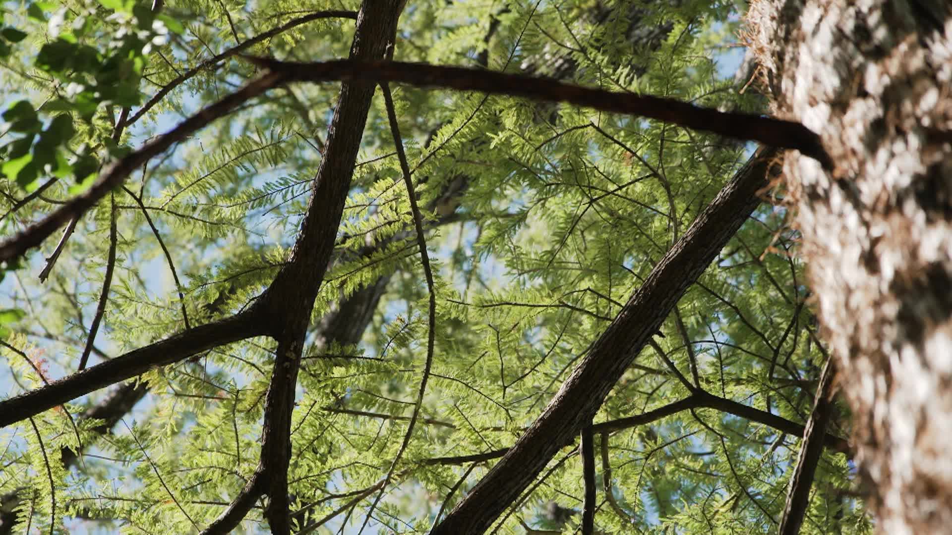 Thumbnail image for Texas Parks and Wildlife Season 33 Episode 7