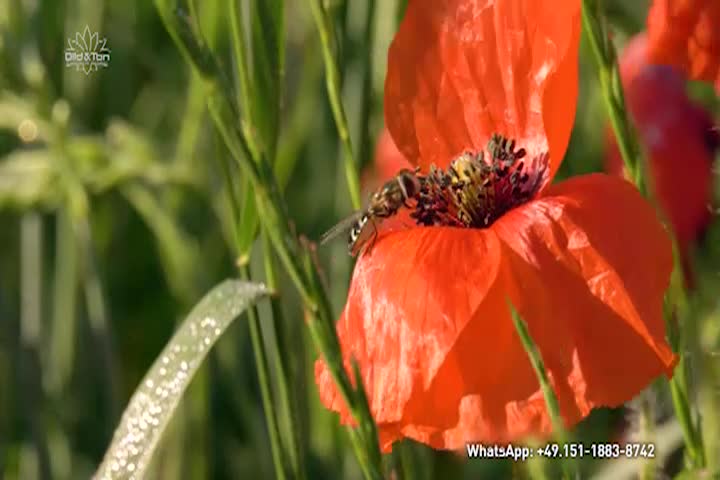 Thumbnail image for A Question of Ethics: A New Agriculture for the New Era - Blossoming Fields Full of Life!
