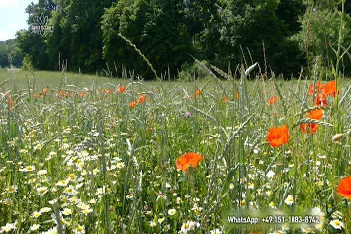 Thumbnail image for A Question of Ethics: A New Agriculture for the New Era - Fallow Fields - Healthy Soil, Healthy Harvest