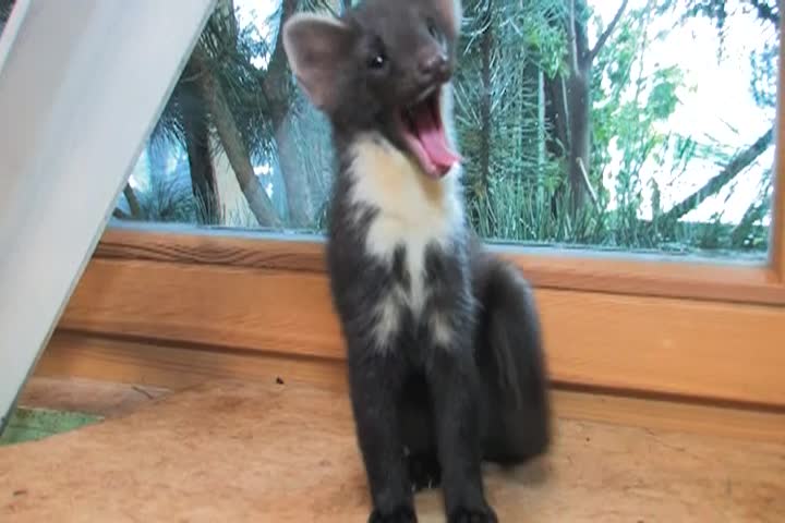 Thumbnail image for Helping Animals, Saving Lives: Caring for Orphan Martens