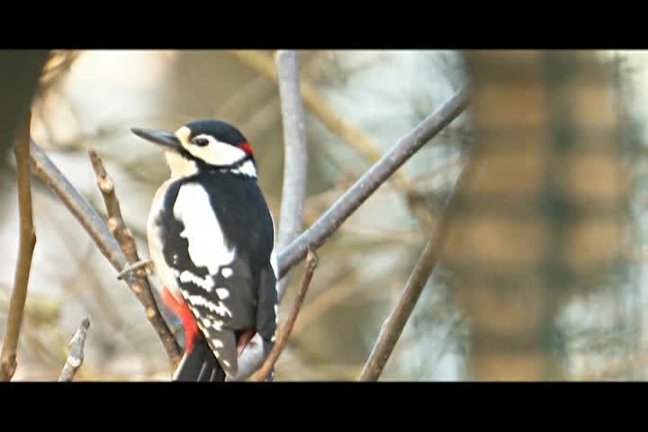 Thumbnail image for Helping Animals, Saving Lives: Feeding the Birds All Year Long