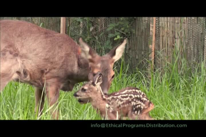 Thumbnail image for Helping Animals, Saving Lives: Developing Habitats for Free Living Animals