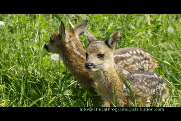 Thumbnail image for Helping Animals, Saving Lives: Caring for Animal Orphans