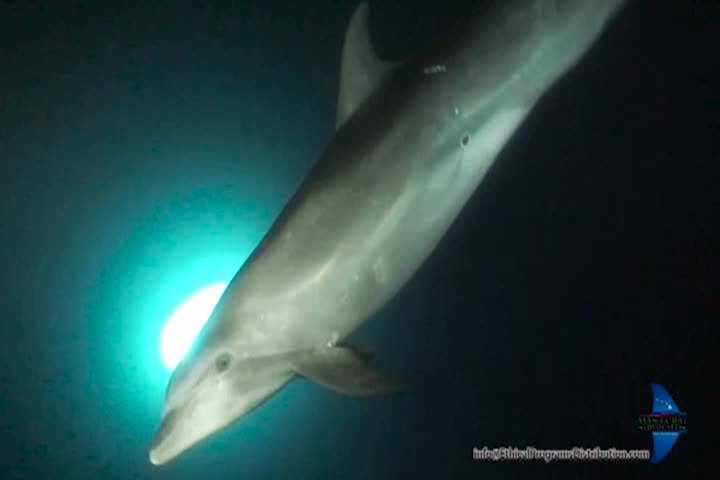 Thumbnail image for A Question of Ethics: A Dolphin is Rescued