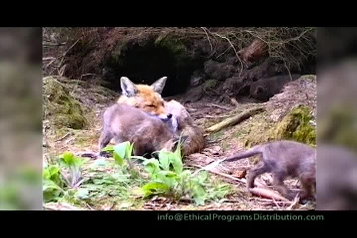 Thumbnail image for A Question of Ethics: Fox Story