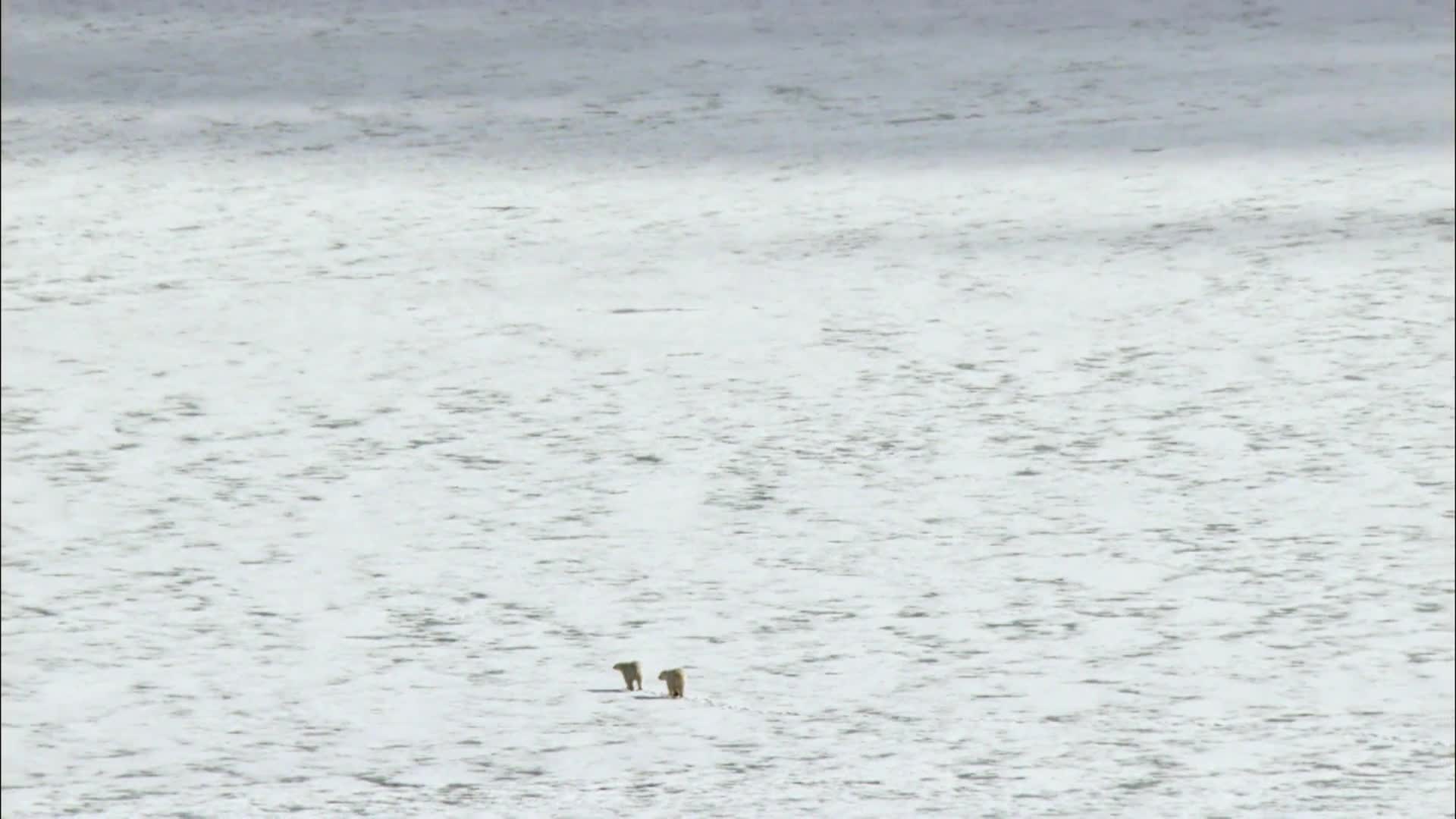 Thumbnail image for Angry Planet: Polar Bears