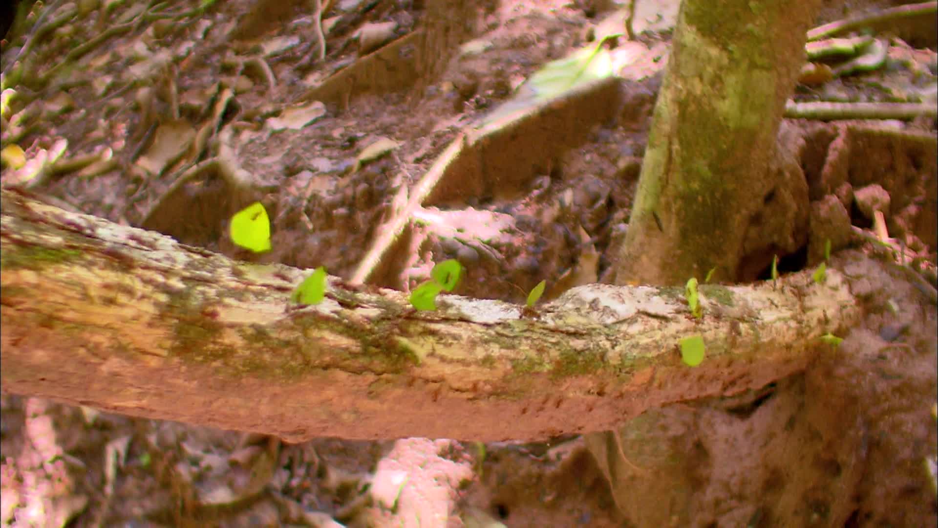 History of Life: Plants - Earth's Quiet Rulers