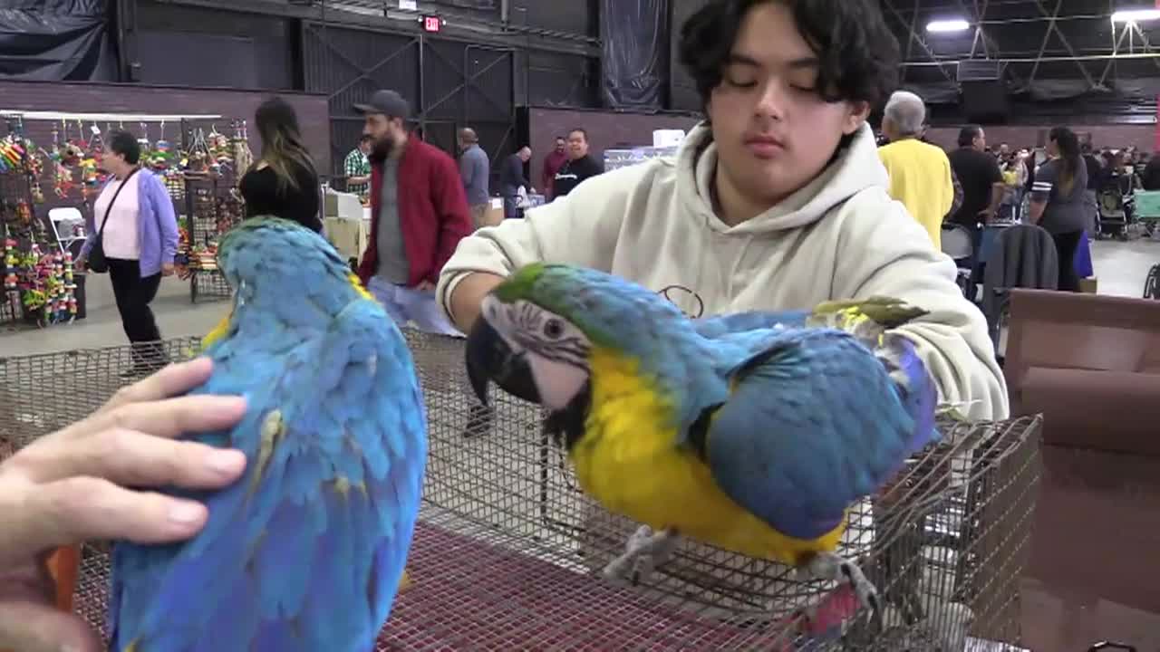 Thumbnail image for Out and About with Roger Martin: Leonardo Da Vinci - Inventor, Artist, Dreamer, & Exotic Bird Expo