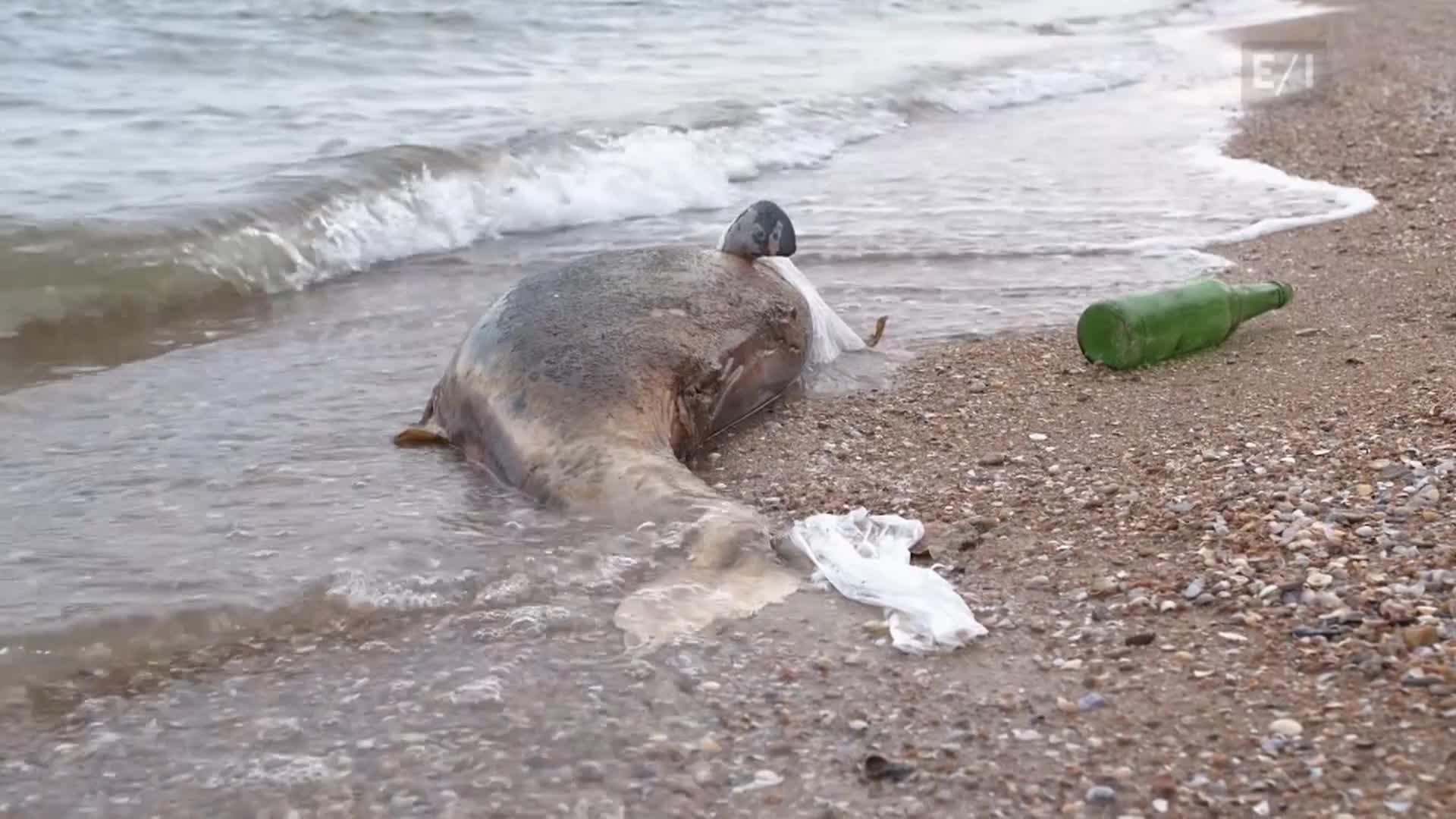 Thumbnail image for Teen Kids News Season 22 Episode 25