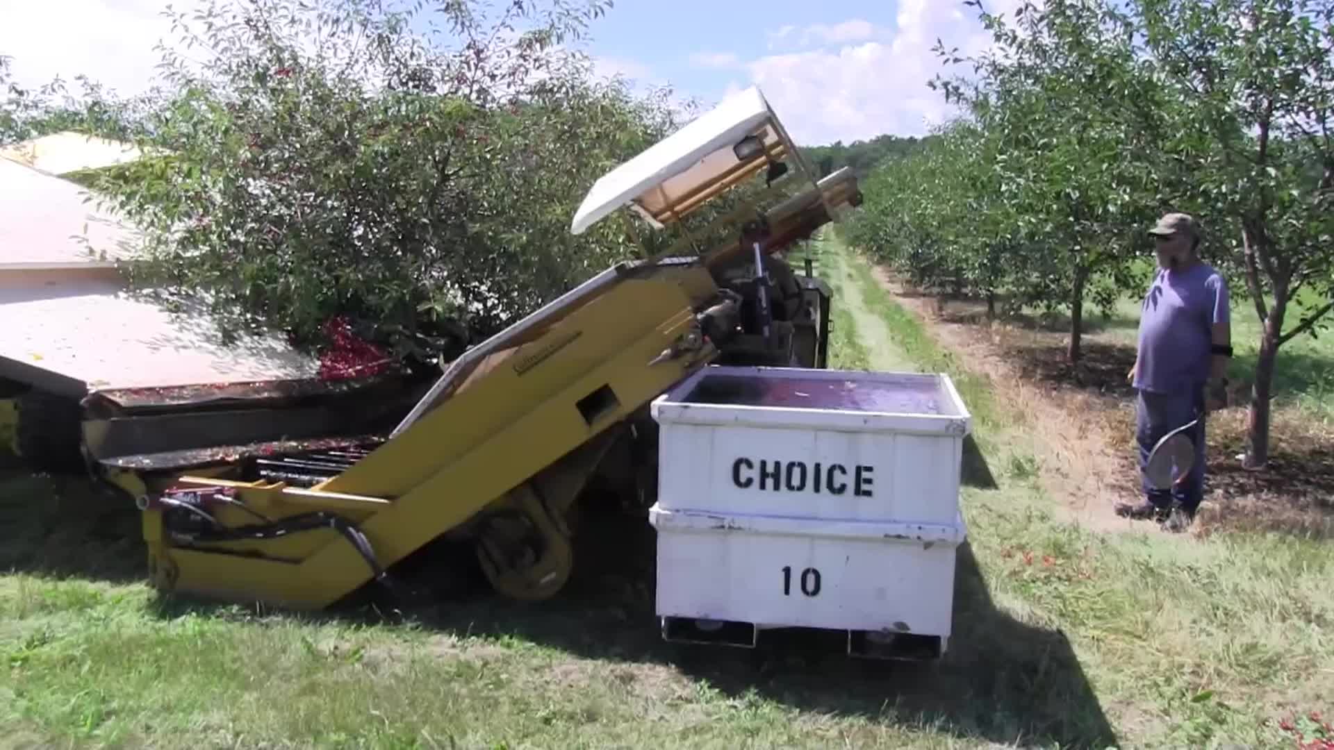 Cherry Picking at Wood Orchards, Door County