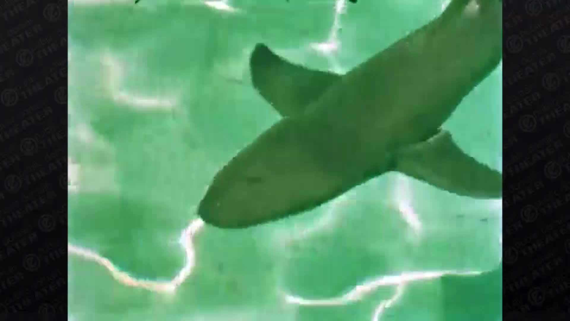 Thumbnail image for Public Domain Theater: Shark Attack Patterns, Scatter Radar, Don't Be a Sucker and More