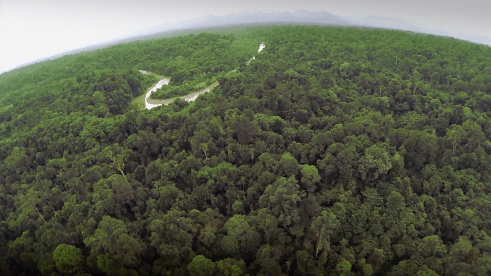 Thumbnail image for 1000 Days For The Planet: The Victims Of Palm Oil