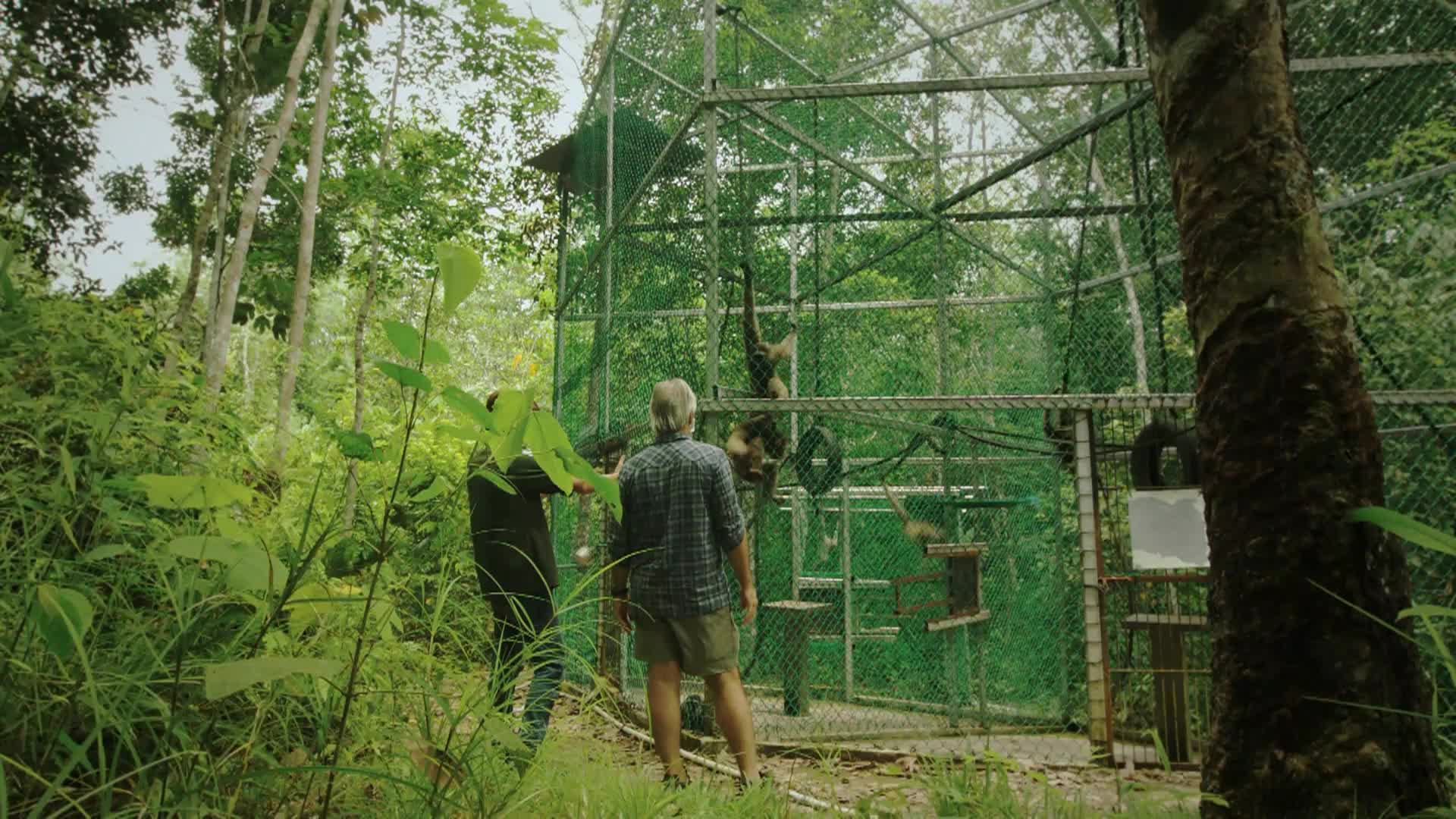 1000 Days For The Planet: Gibbon Rescue