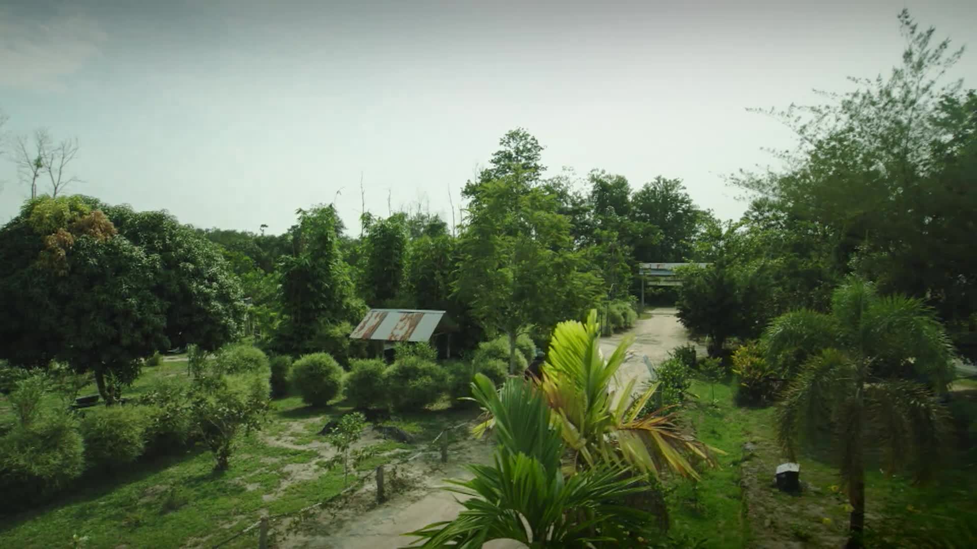 Thumbnail image for 1000 Days For The Planet: Sumatra's Elephants