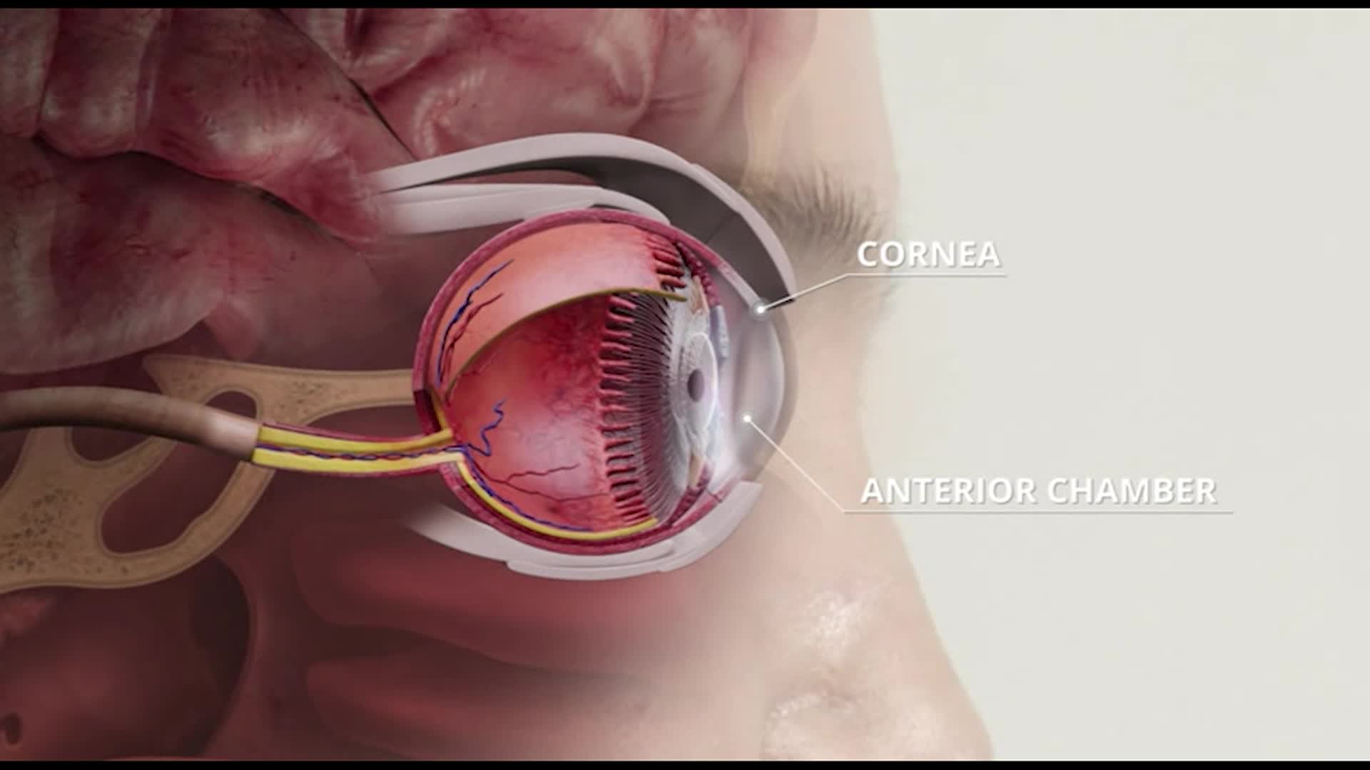 The Human Body: Our Sensory Organs