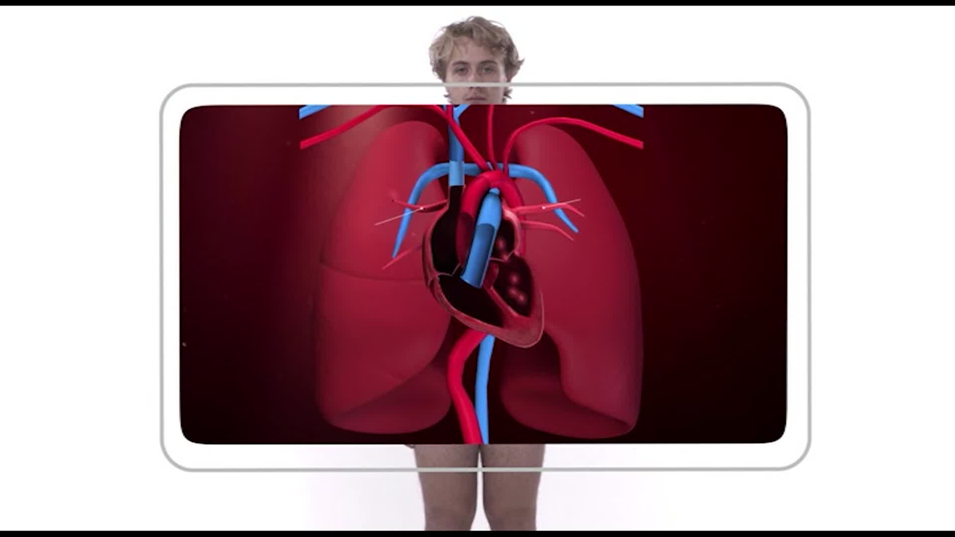 The Human Body: The Cardiovascular System