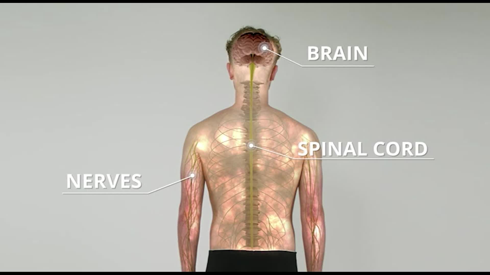 The Human Body: The Nervous System