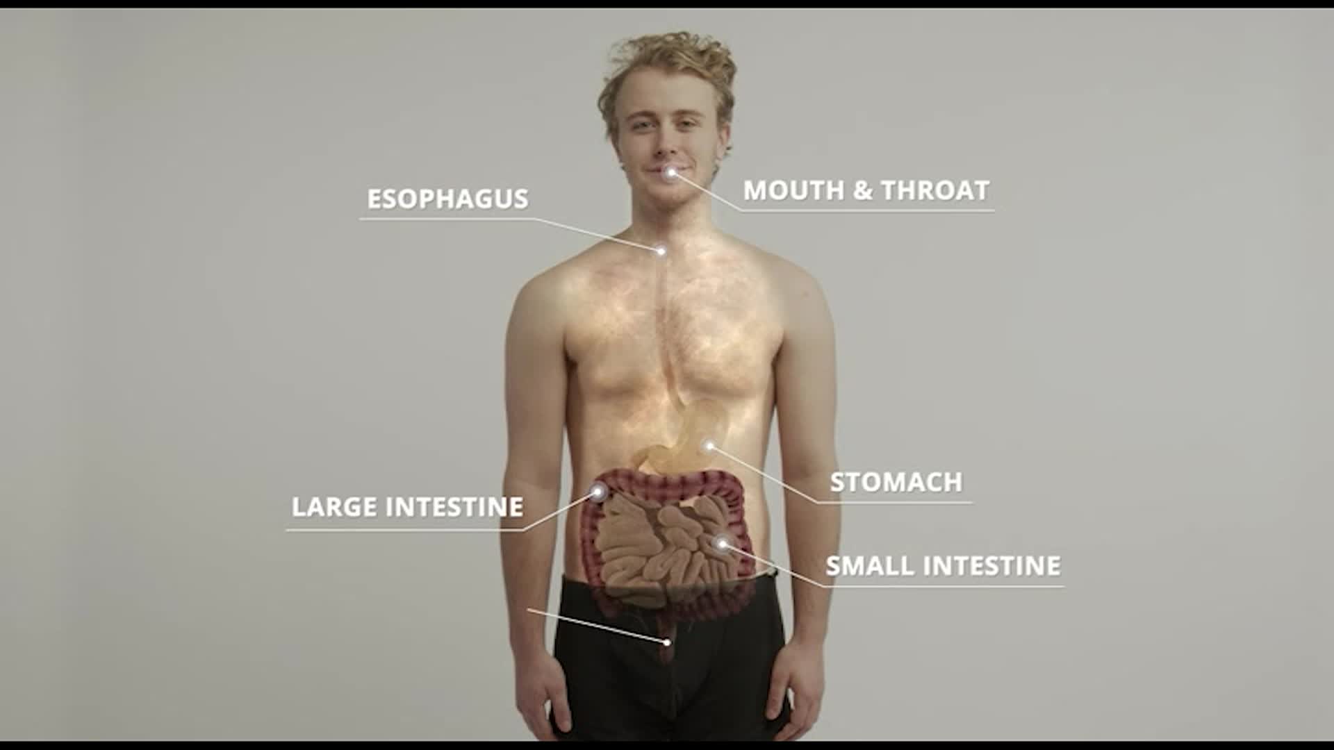 The Human Body: The Digestive System