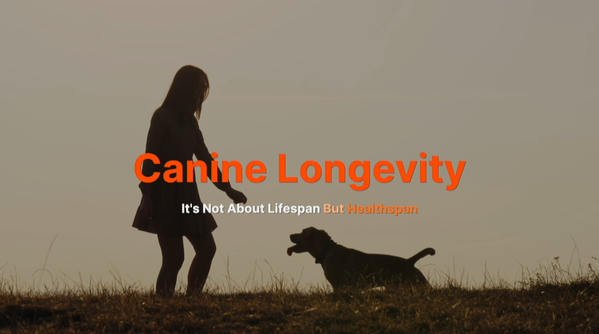 Thumbnail image for Canine Longevity: How Puppyhood Shapes Lifelong Health