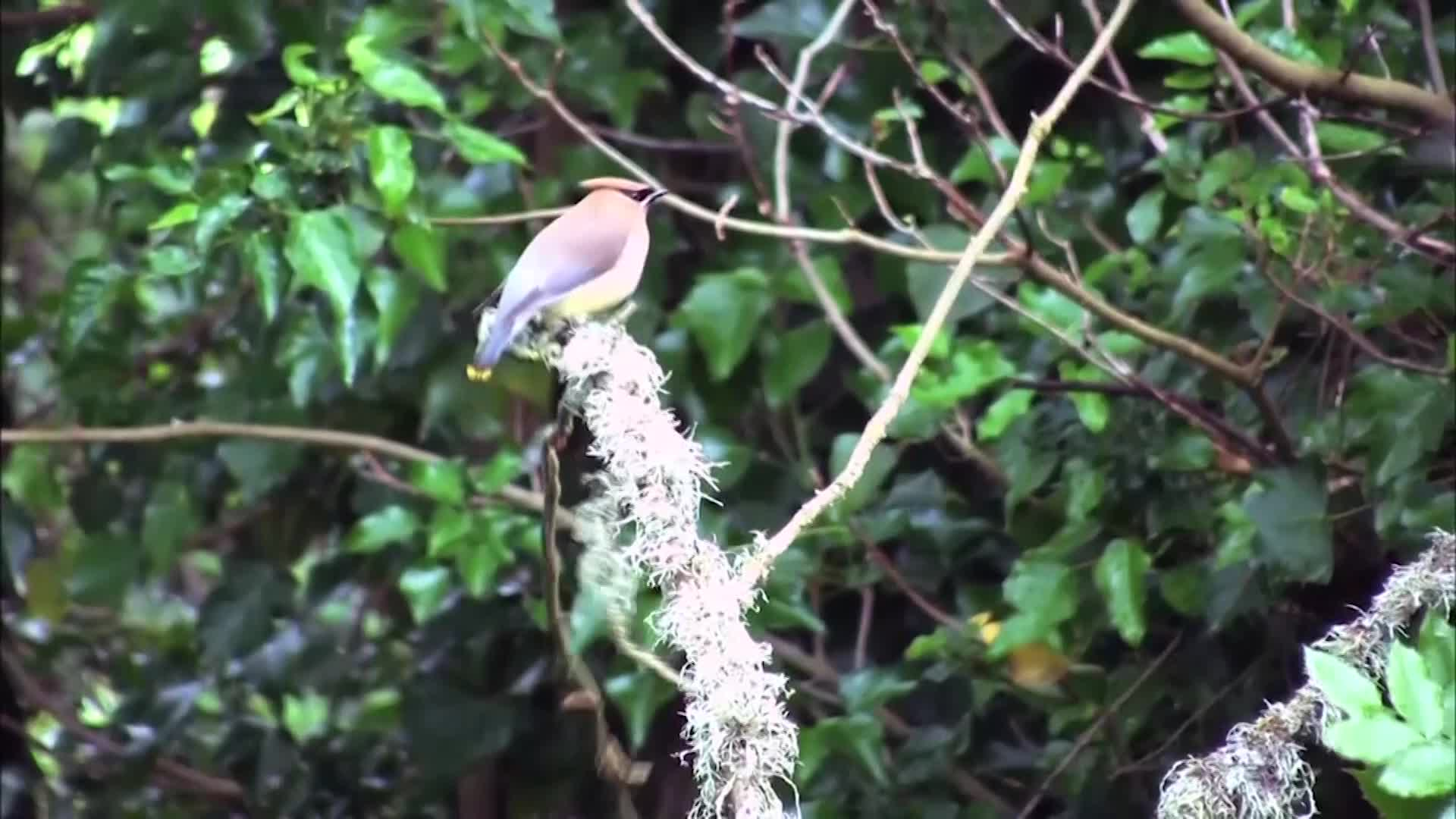 Into the Outdoors - Encouraging A Connection to Nature: Plant Diversities - How They Create Life From The Raw Elements In The Environment