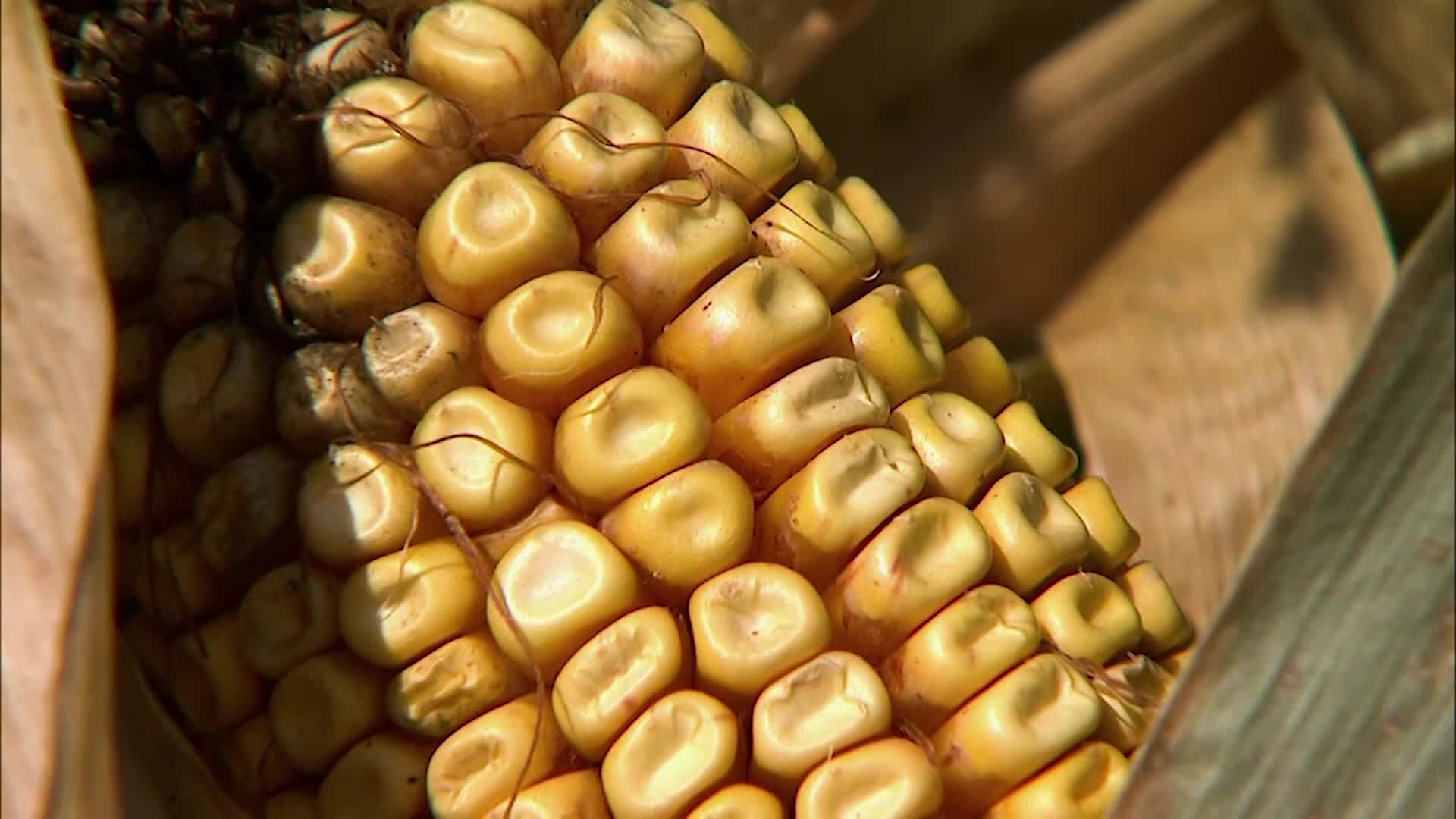 Into the Outdoors - Encouraging A Connection to Nature: The Science Of Modern Biofuels