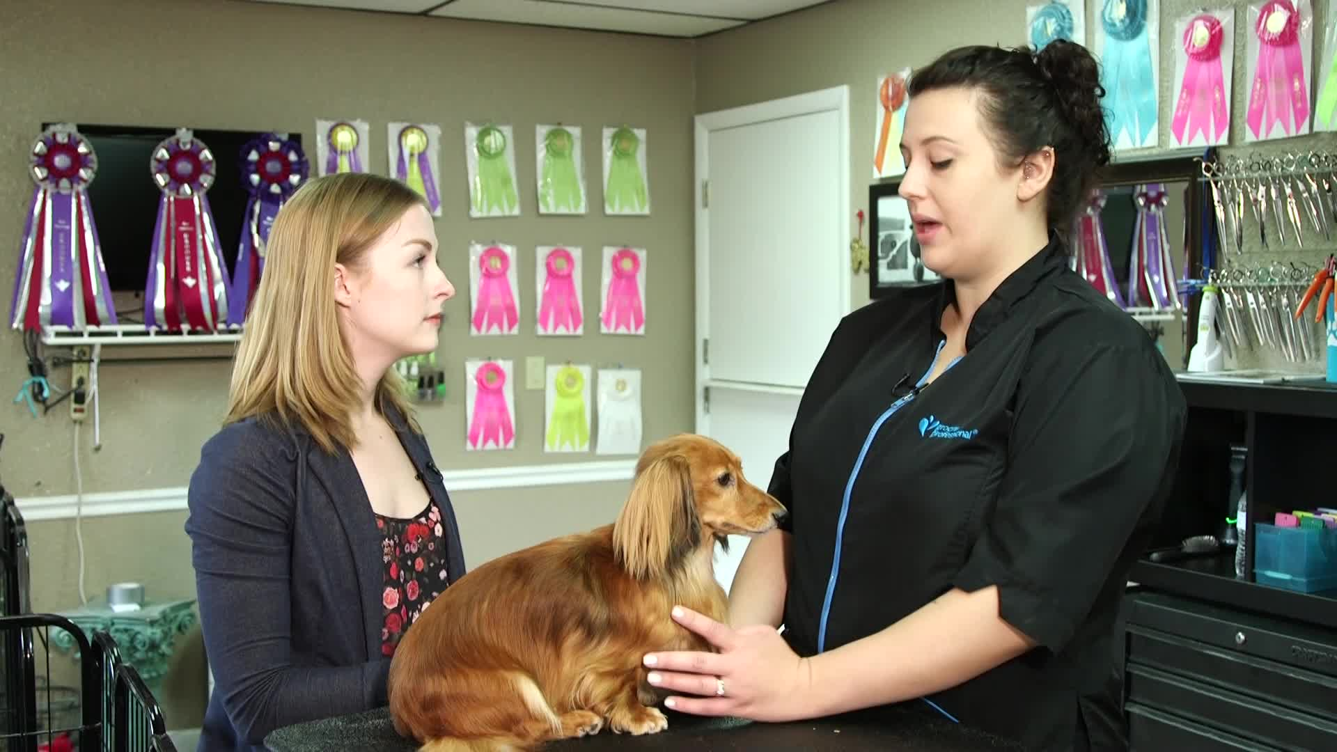 Real Life 101: Pet Groomer/Pharmacist